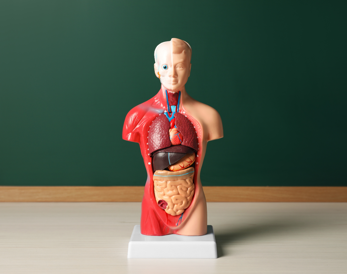 detoxification body Va Uden Center New York